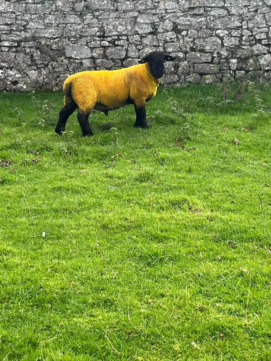 Pedigree Hogget Ram - Image 2