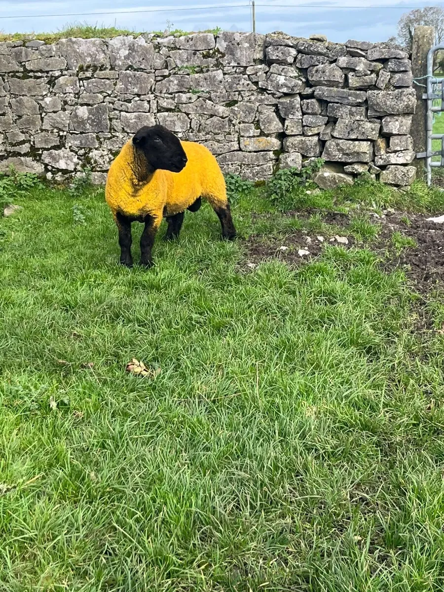 Pedigree Hogget Ram - Image 3