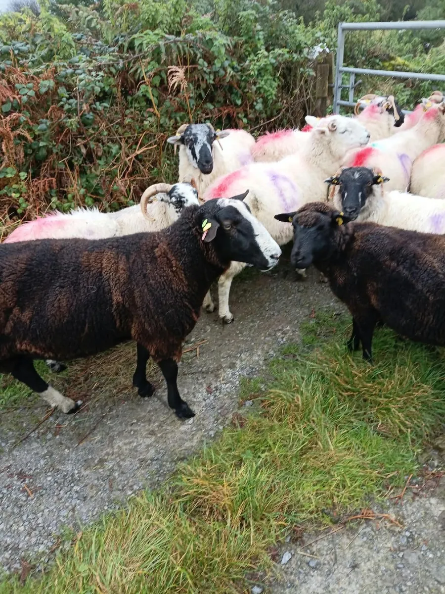 Rams - Image 1