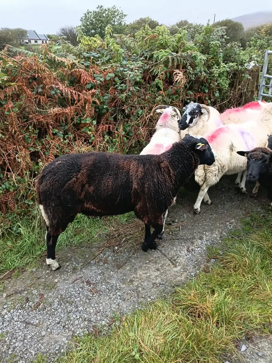 Rams - Image 2