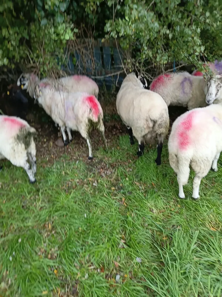 Rams - Image 4