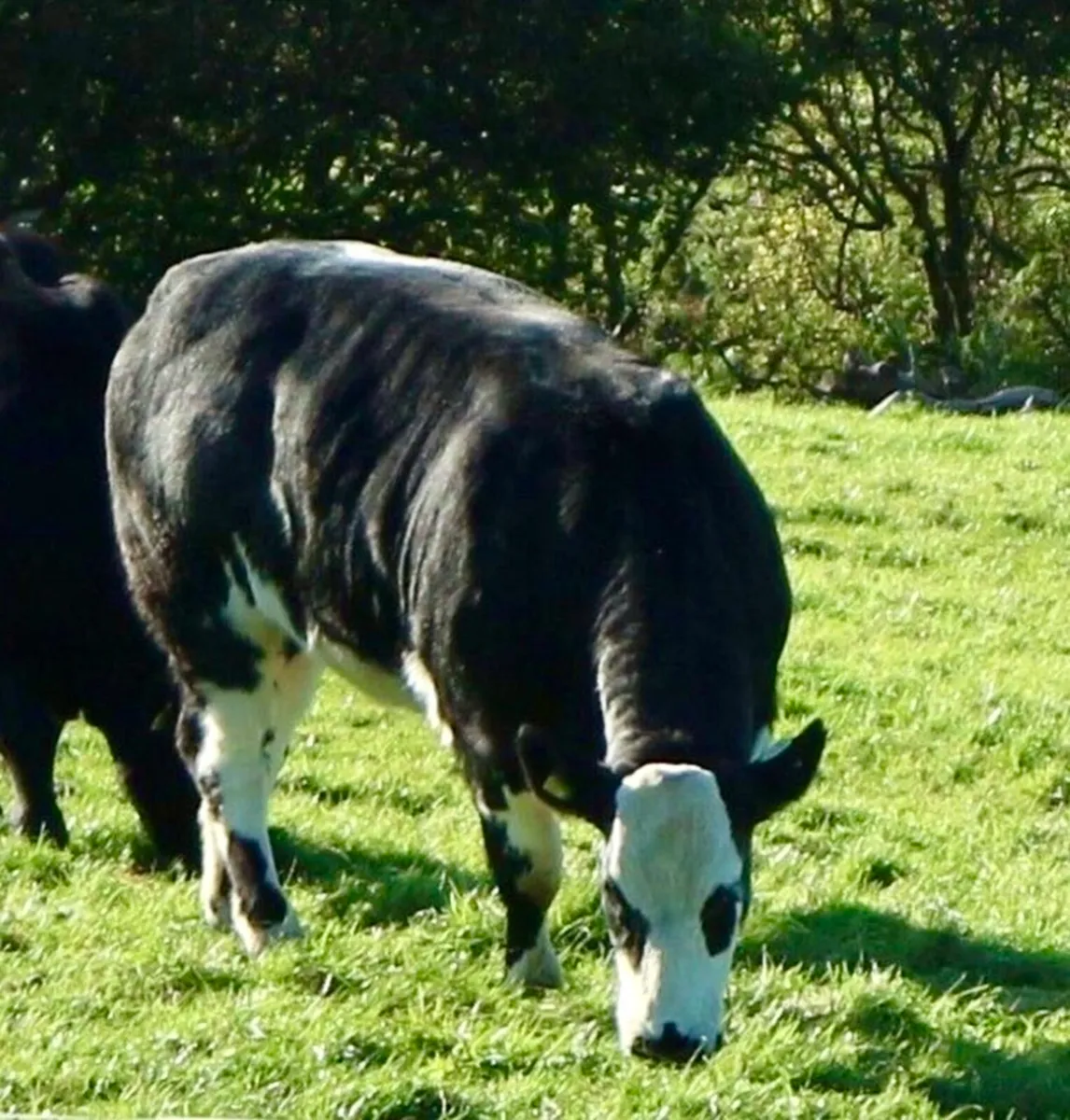 5 Quality BBX & LMX Breeding Heifers – Balla Mart - Image 1