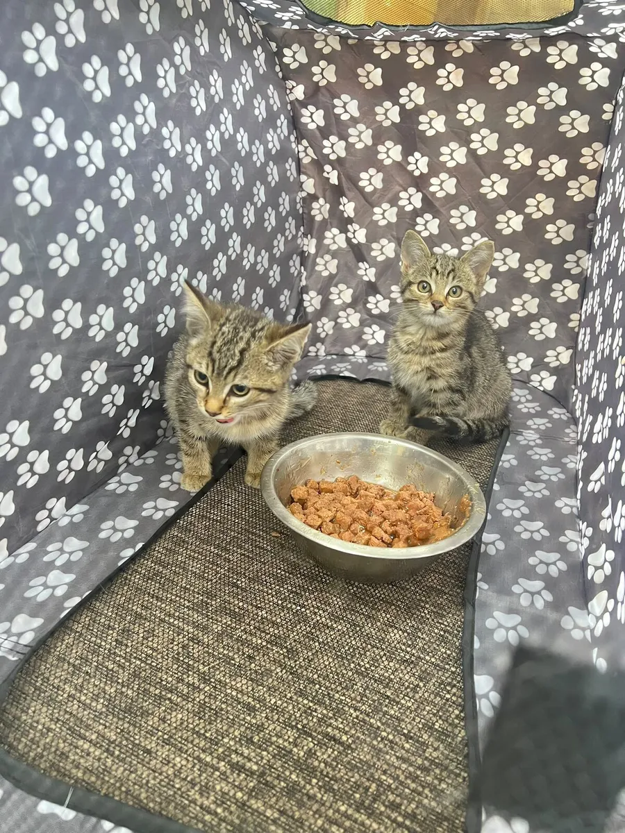 Kittens - Image 2