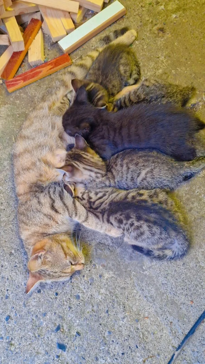 Kittens - Image 1