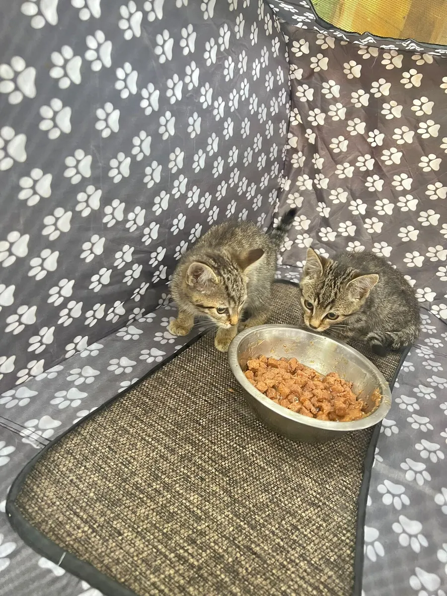 Kittens - Image 3