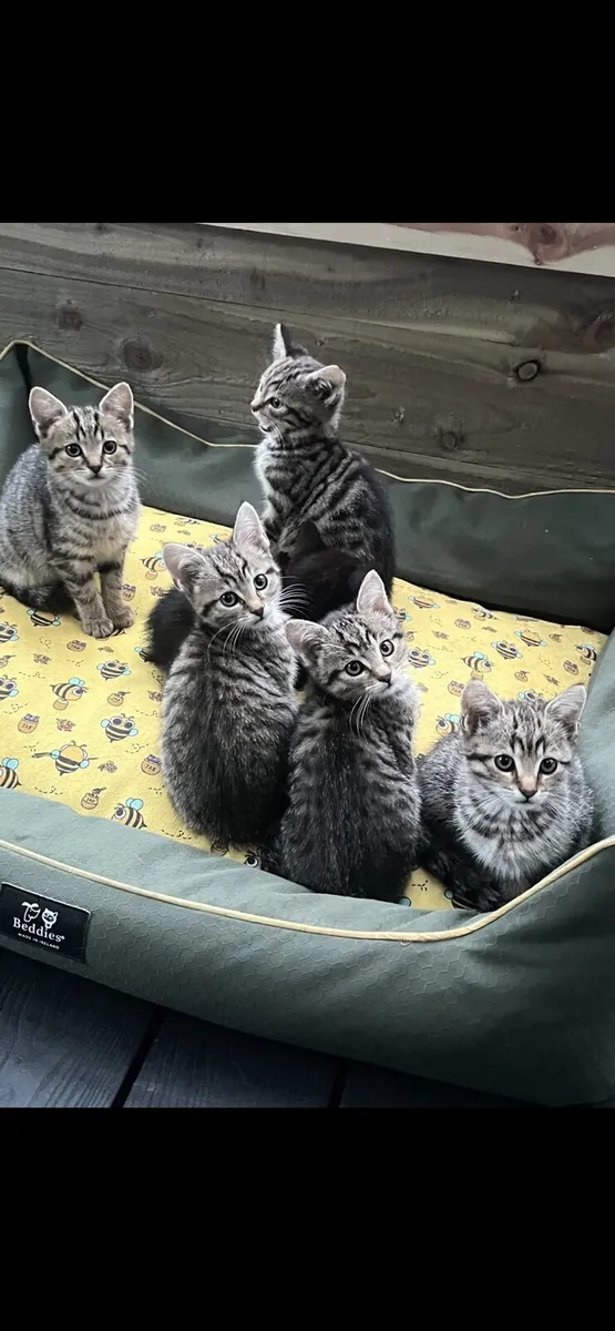 Kittens - Image 4
