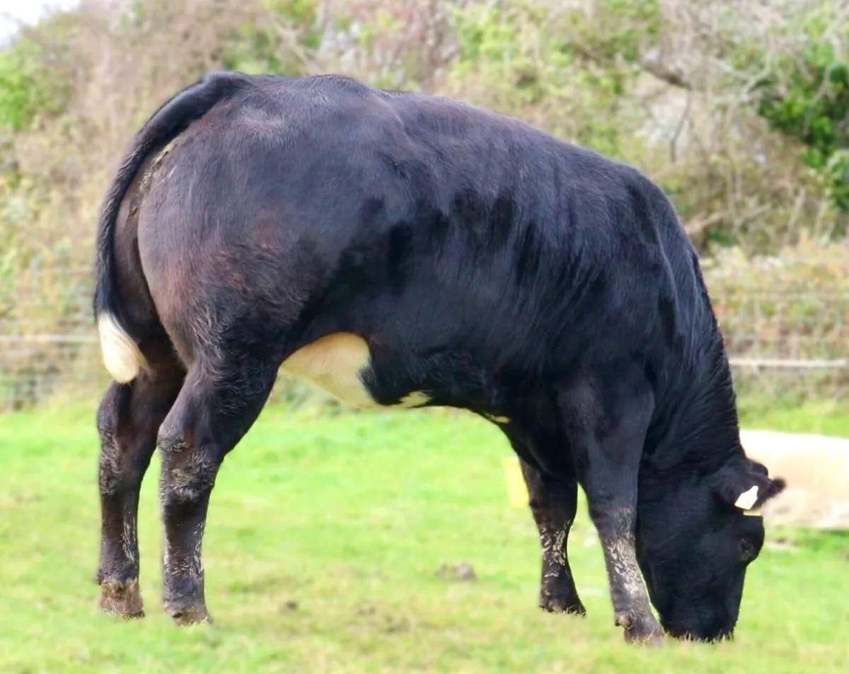 5 Quality BBX & LMX Breeding Heifers – Balla Mart - Image 2