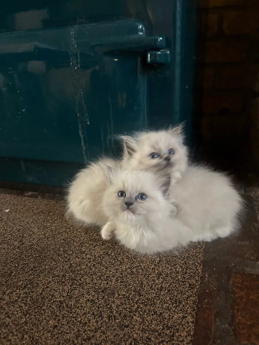 Ragdoll Kittens - Image 1