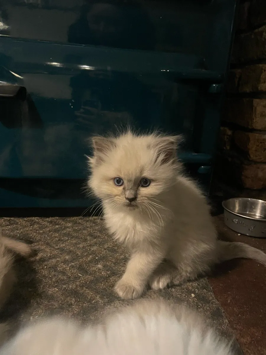 Ragdoll Kittens - Image 3
