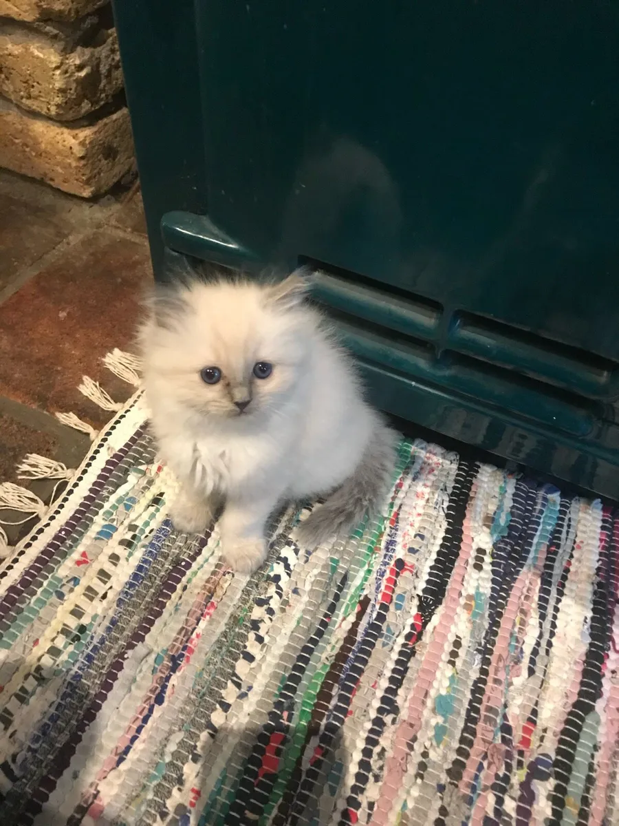 Ragdoll Kittens - Image 4