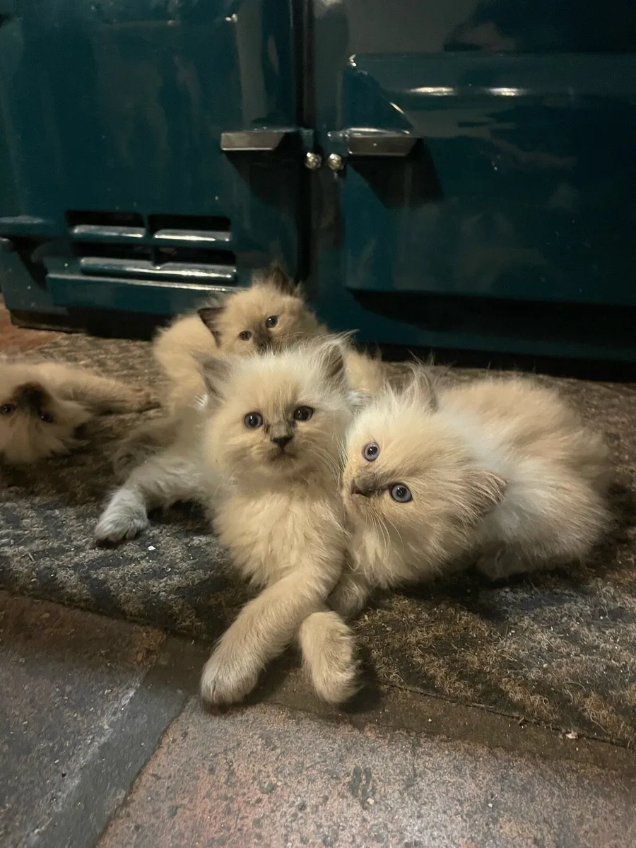 Ragdoll Kittens - Image 2