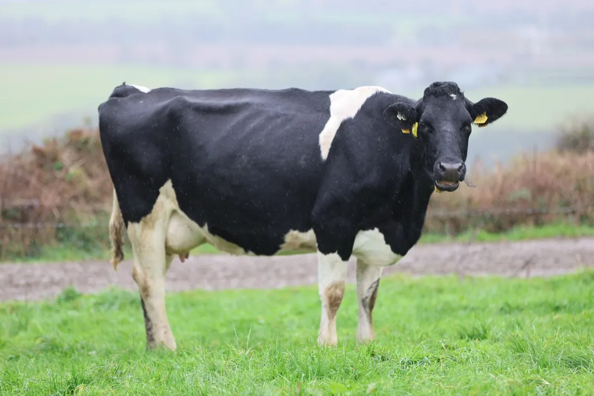 Complete Dairy Clearance Sale 6th November - Image 1