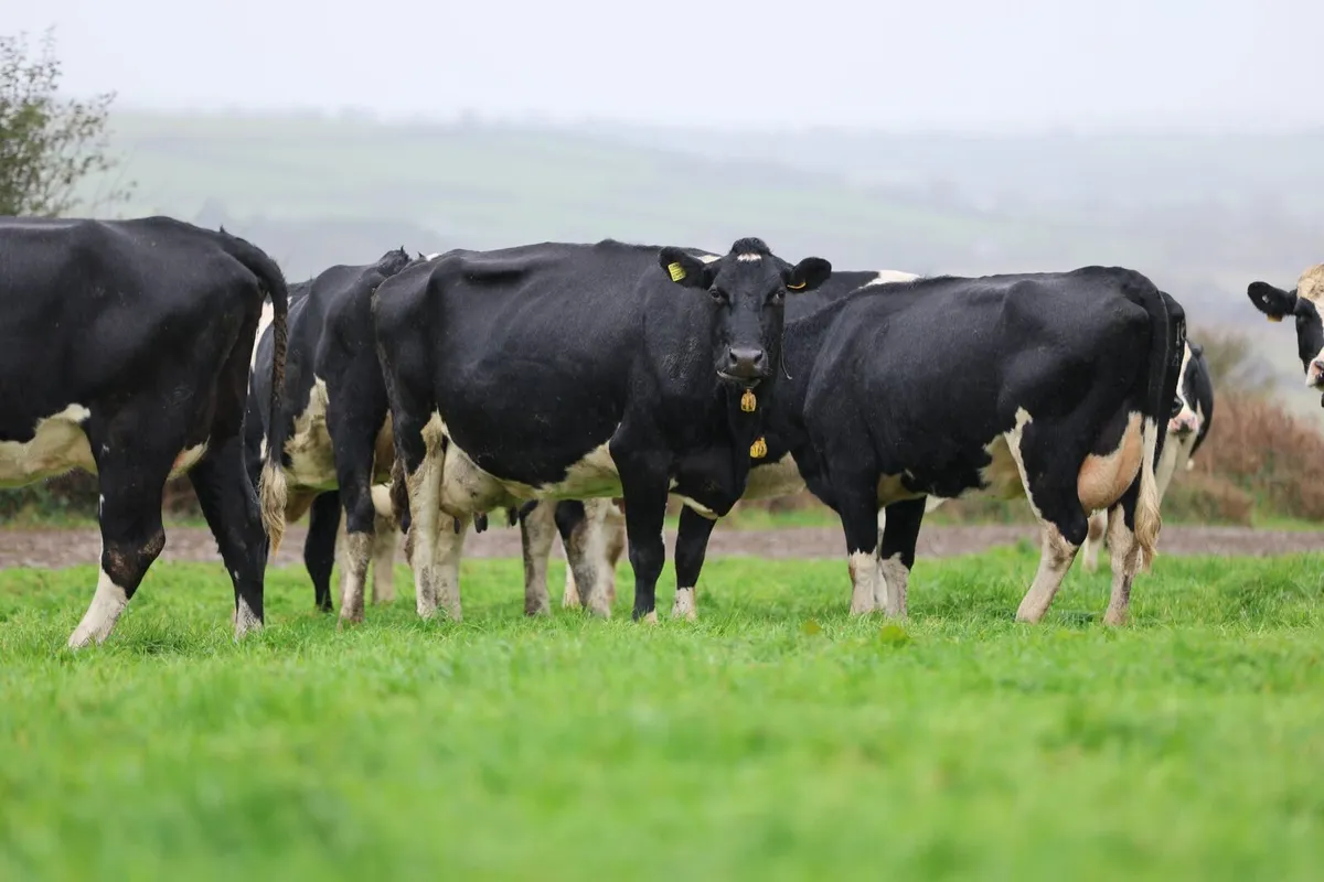 Complete Dairy Clearance Sale 6th November - Image 2