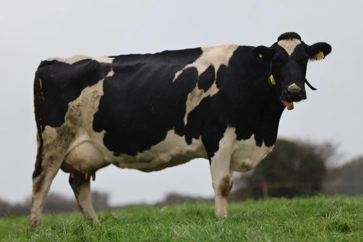 Complete Dairy Clearance Sale 6th November - Image 3
