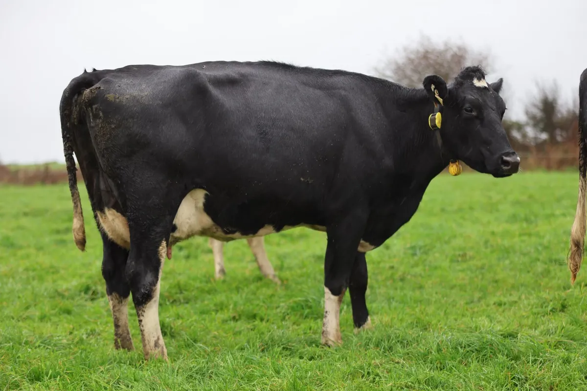 Complete Dairy Clearance Sale 6th November - Image 4