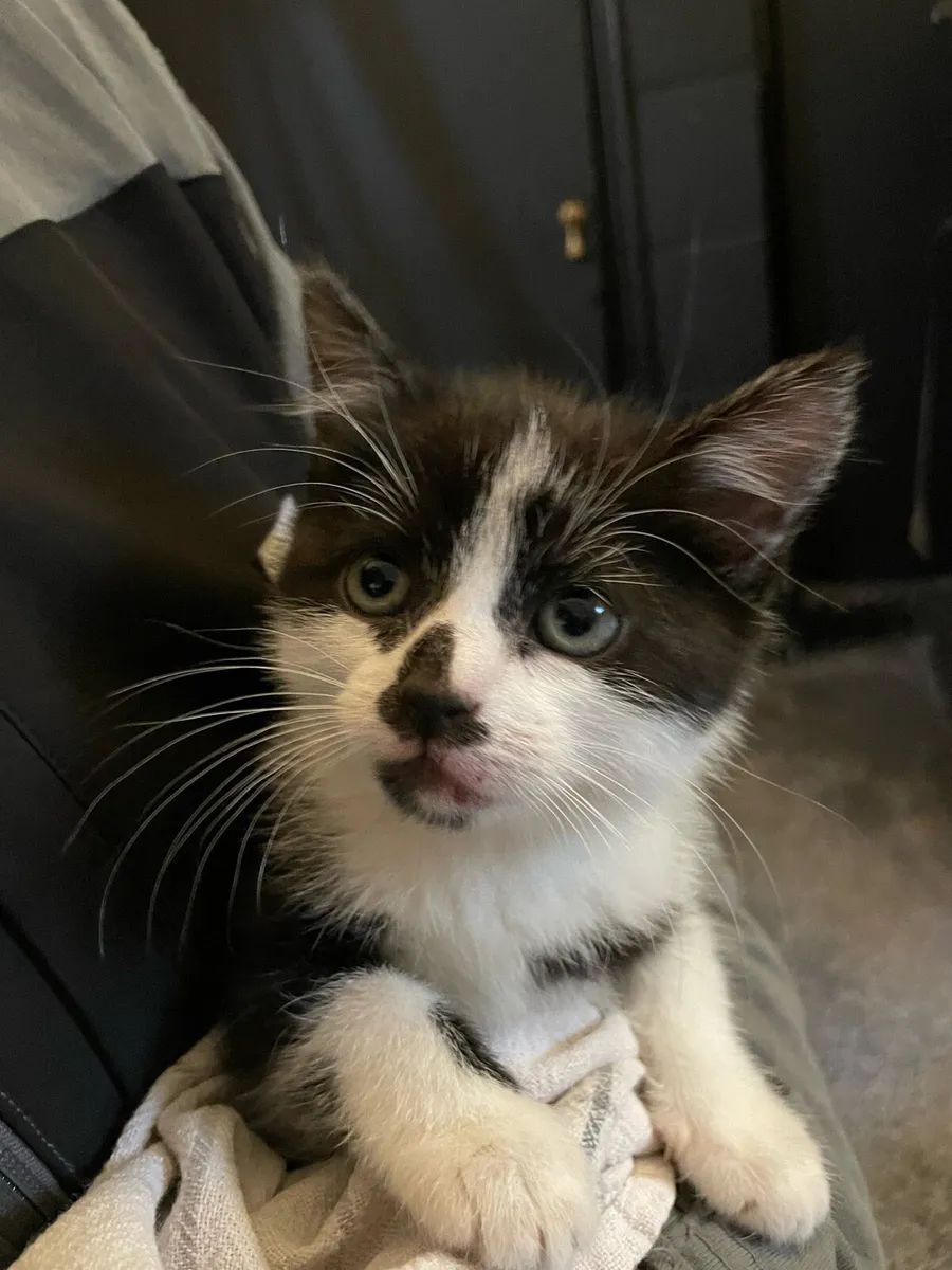 Kitten - Image 1