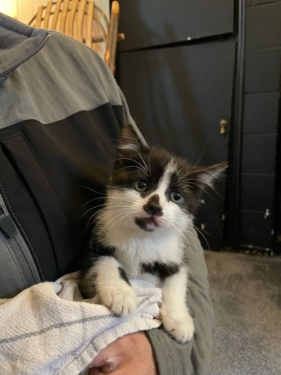 Kitten - Image 2