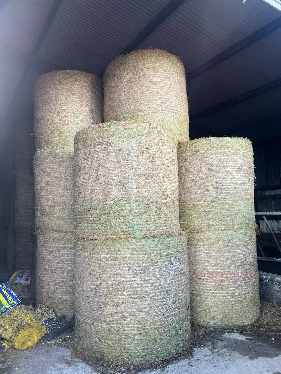 organic hay - Image 2