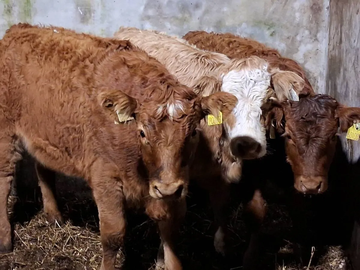 3 Limousin Weanling Heifers - Image 2