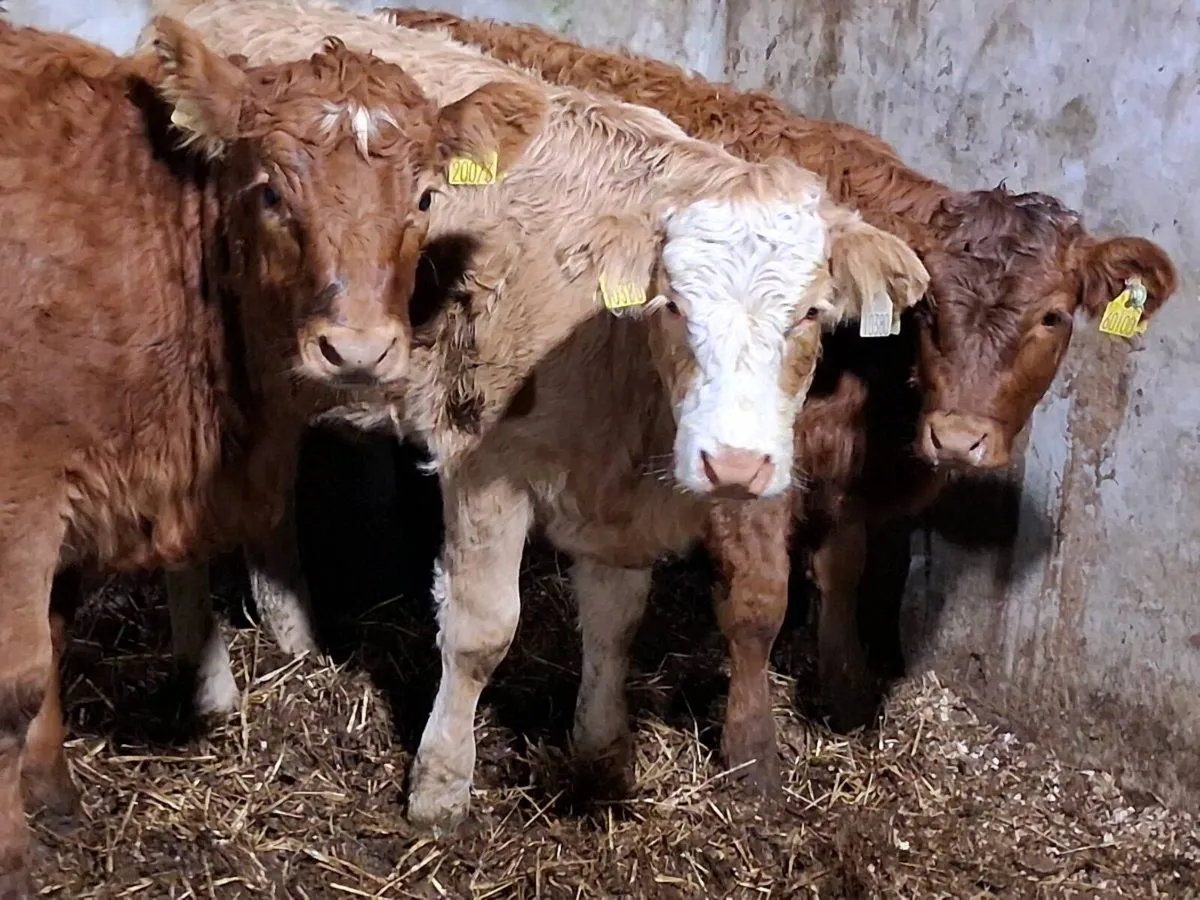 3 Limousin Weanling Heifers - Image 3