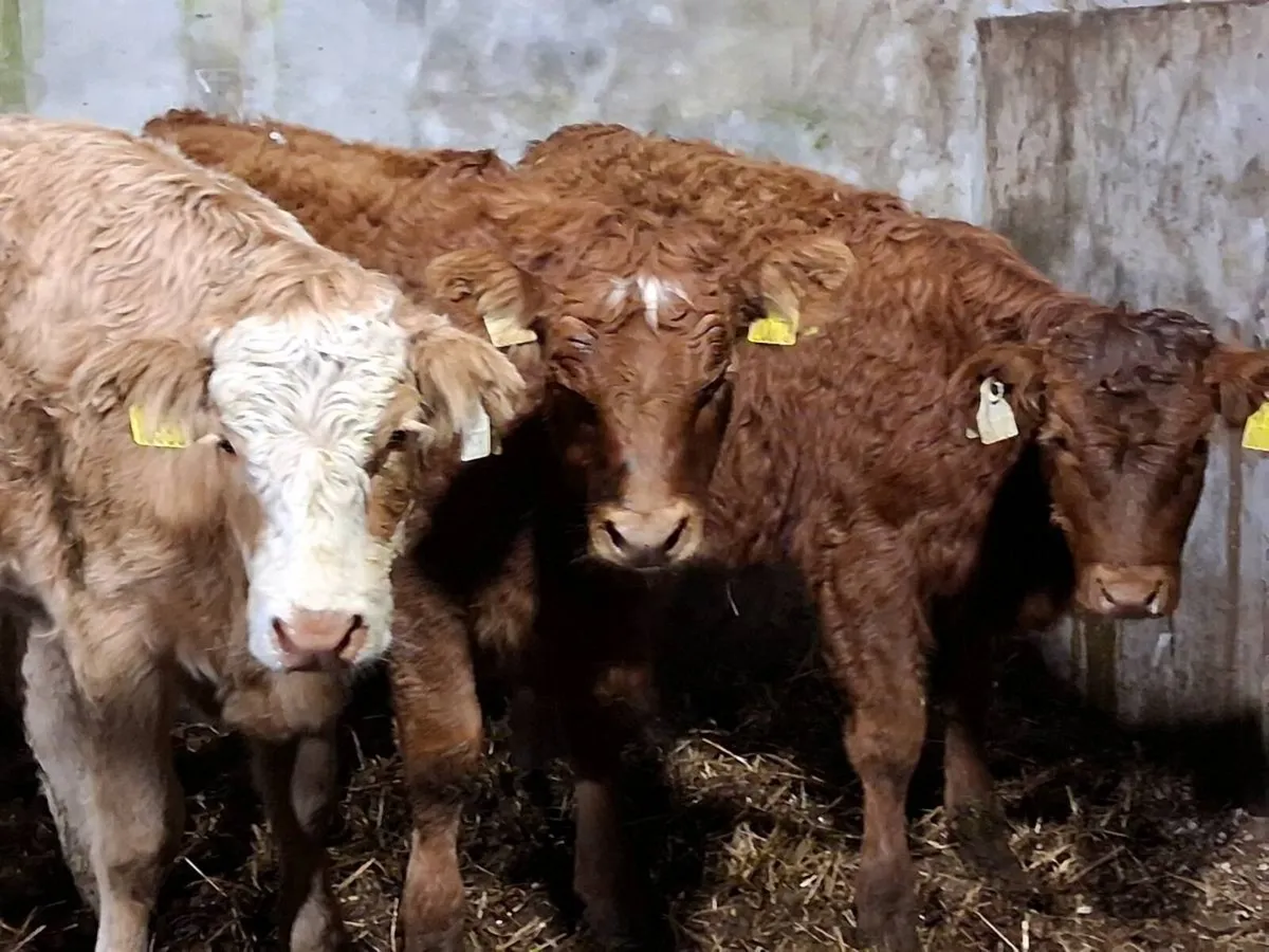 3 Limousin Weanling Heifers - Image 1