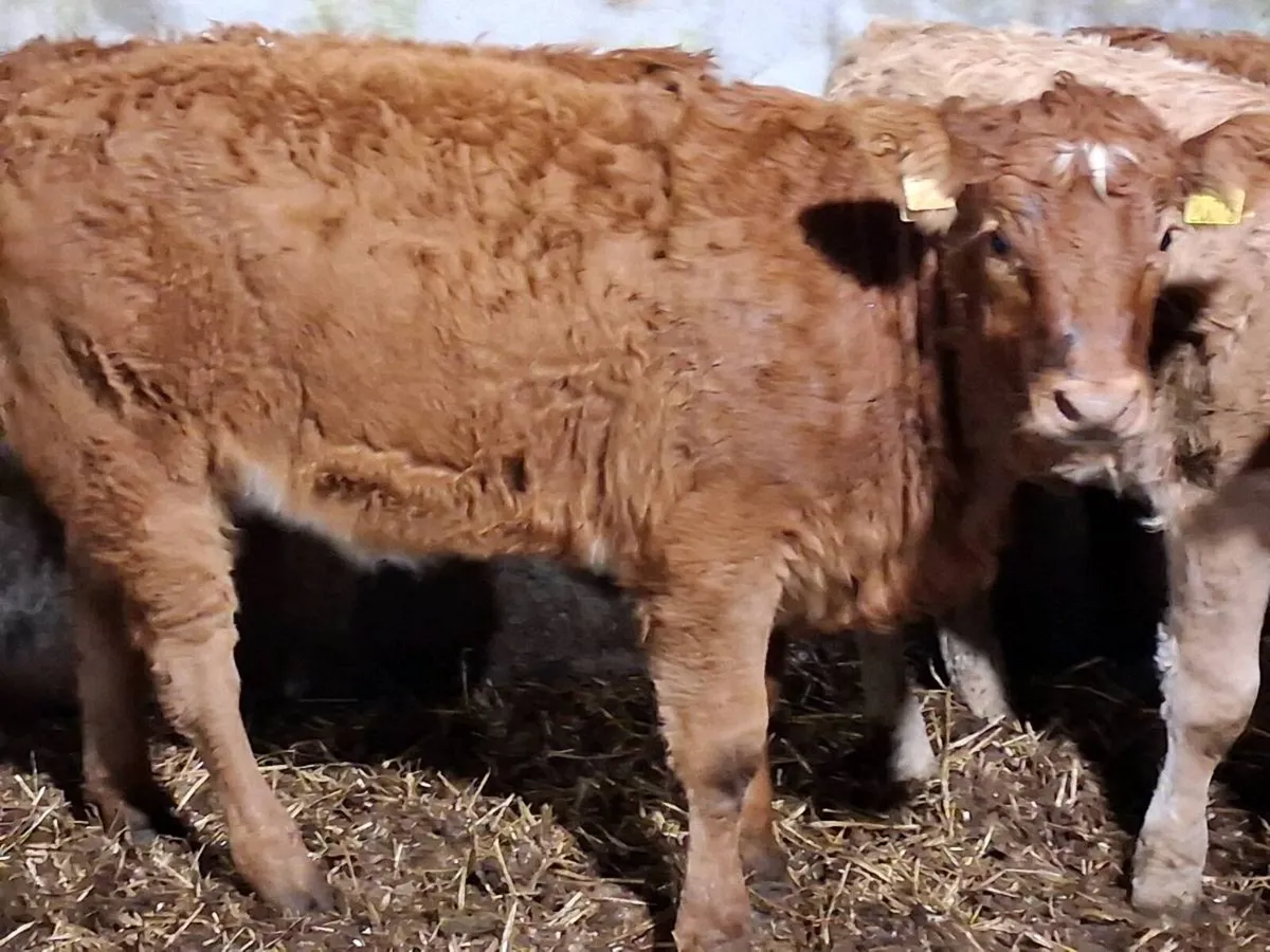 3 Limousin Weanling Heifers - Image 4