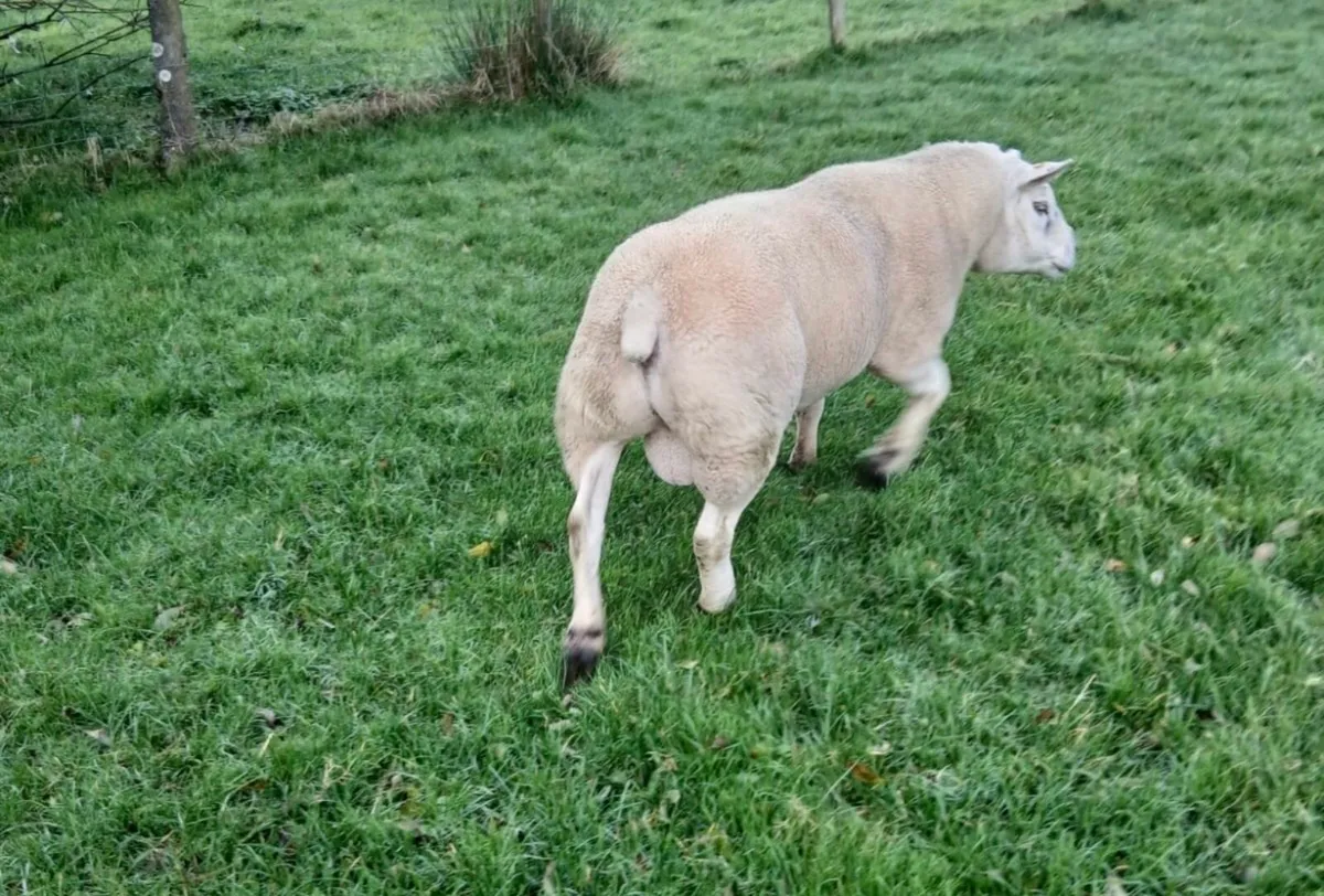Texel Ram - Image 3