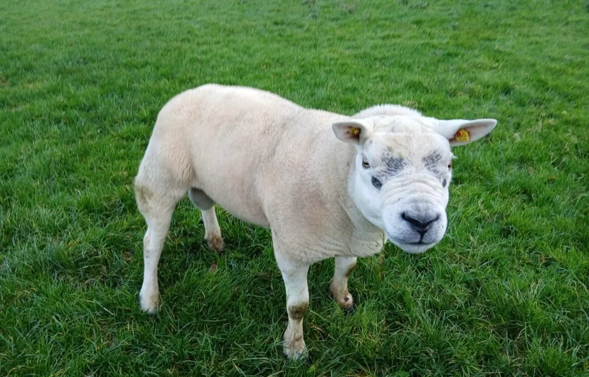 Texel Ram - Image 1
