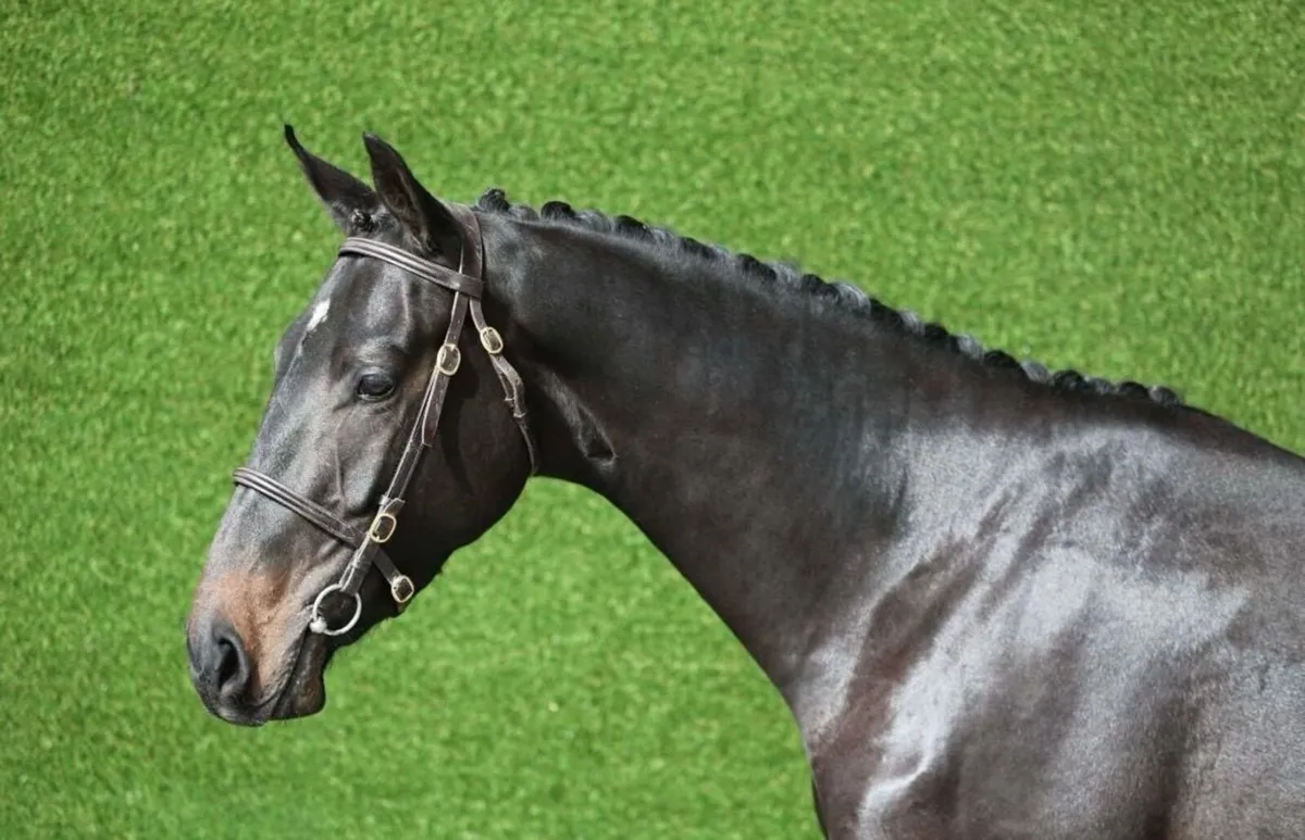 Horse for sale - Image 1