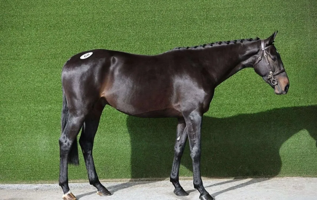 Horse for sale - Image 3