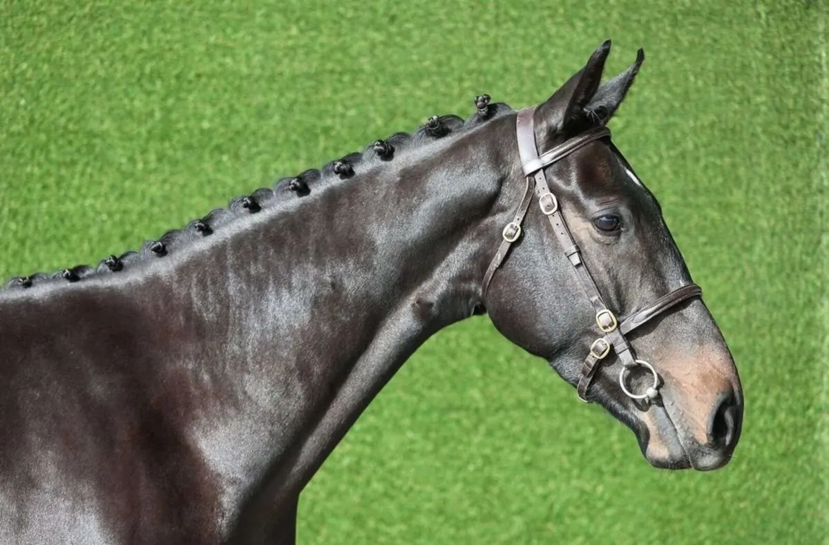 Horse for sale - Image 2