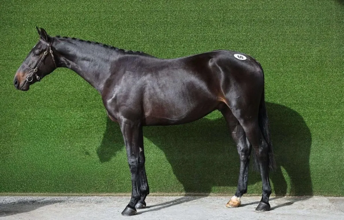 Horse for sale - Image 4