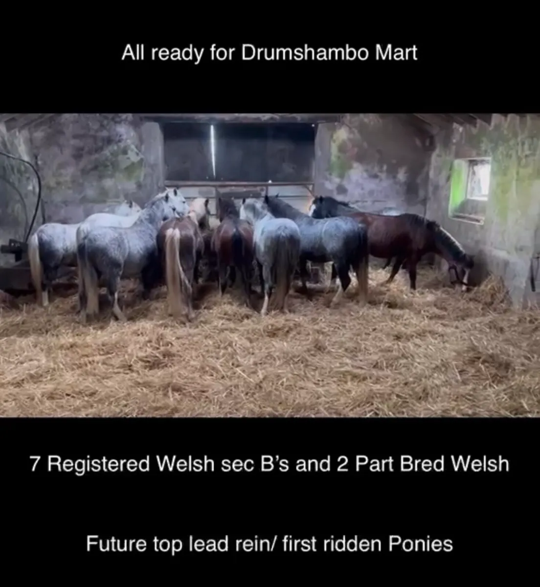 Selection of Horses and Ponies For Sale - Image 4