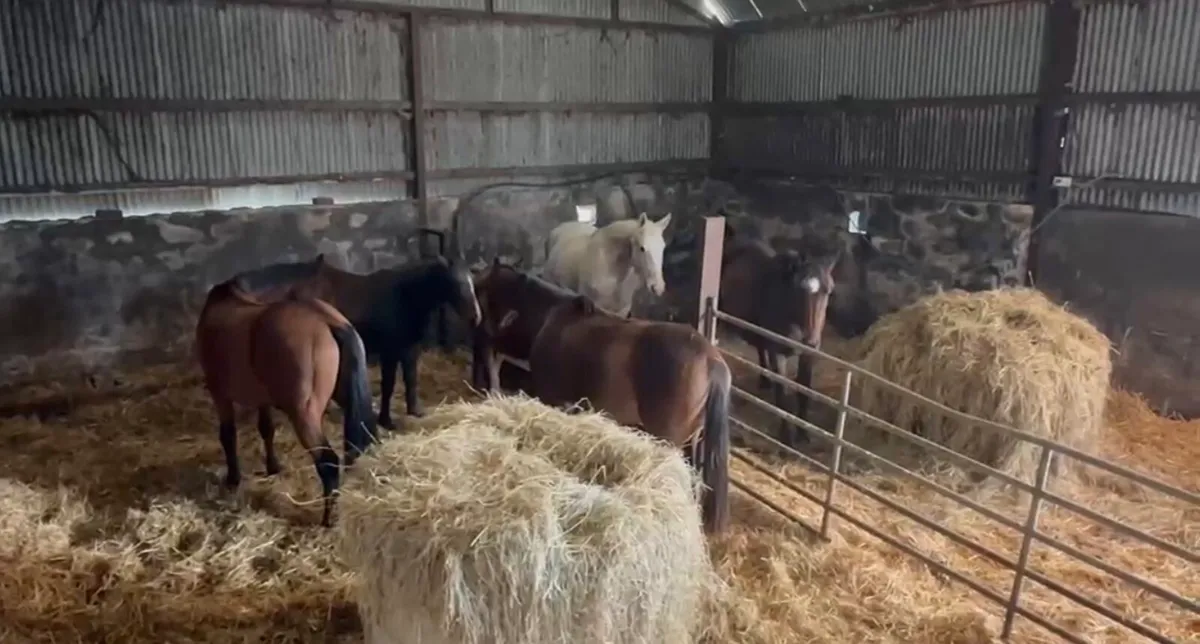 Selection of Horses and Ponies For Sale - Image 3