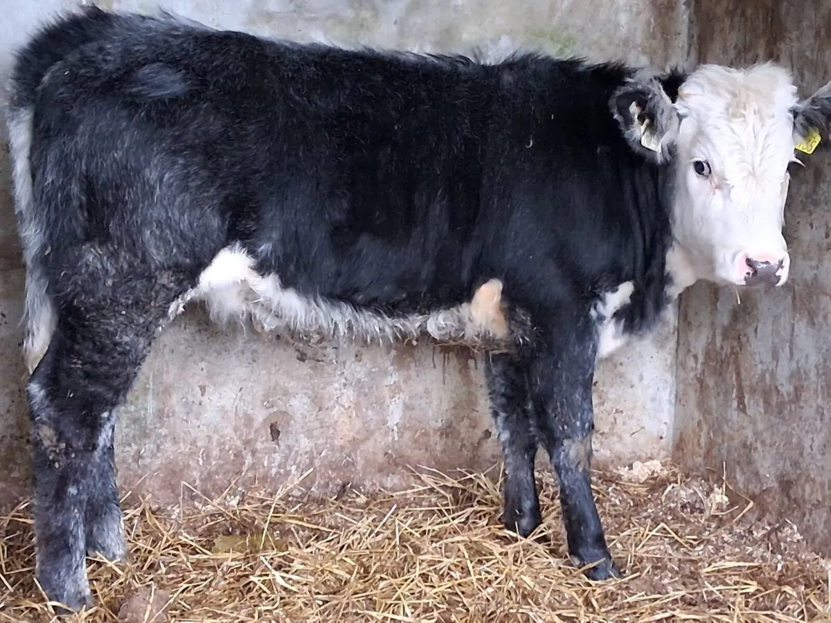 2 Blue Grey Limousin Weanling Heifers - Image 3