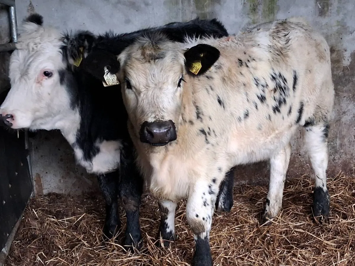2 Blue Grey Limousin Weanling Heifers - Image 1