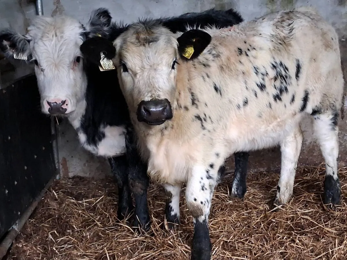 2 Blue Grey Limousin Weanling Heifers - Image 2
