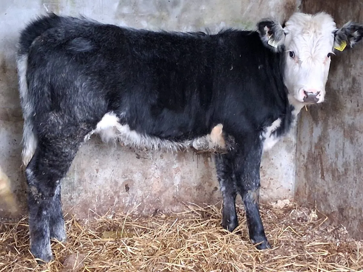 2 Blue Grey Limousin Weanling Heifers - Image 4