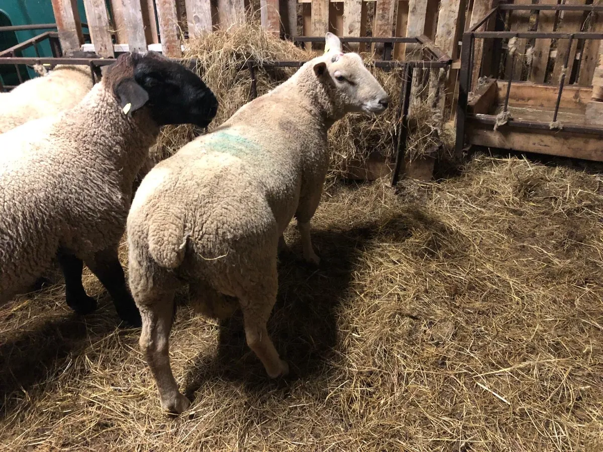 Charolais Ram - Image 2