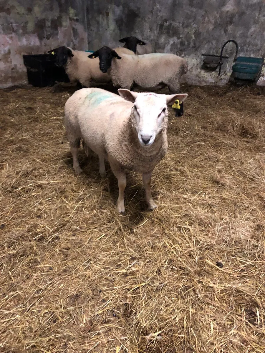 Charolais Ram - Image 1