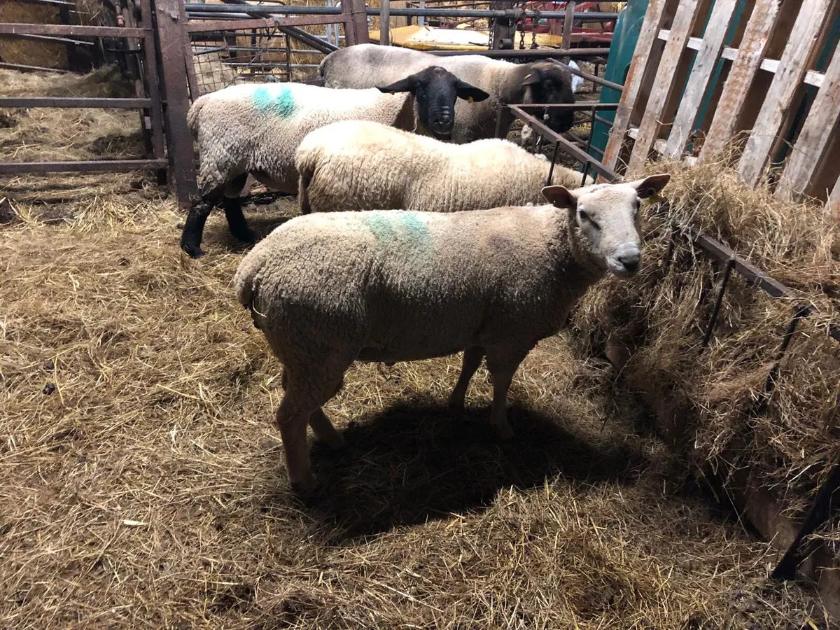 Charolais Ram - Image 3