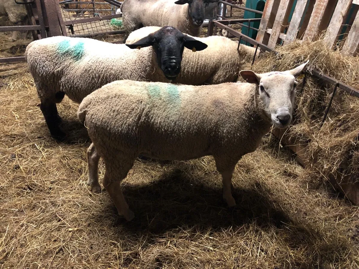 Charolais Ram - Image 4