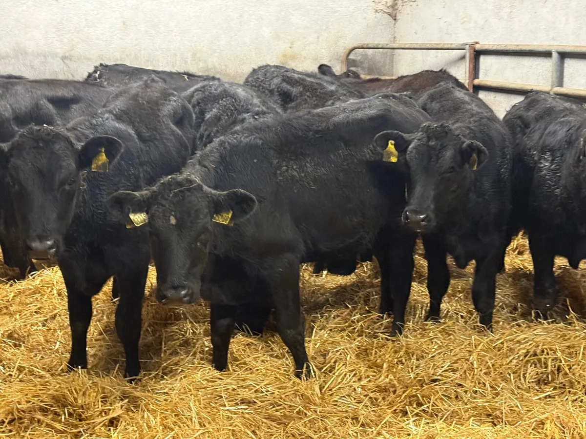 12 LIMOUSINE HEIFER WEANLINGS ( 230 KGS ) - Image 4