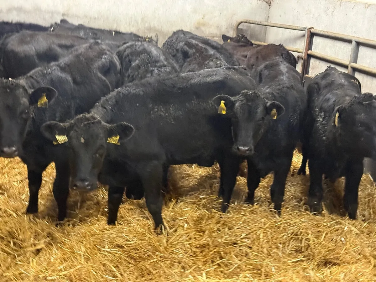 12 LIMOUSINE HEIFER WEANLINGS ( 230 KGS ) - Image 2