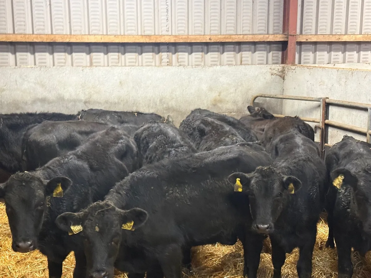 12 LIMOUSINE HEIFER WEANLINGS ( 230 KGS ) - Image 3