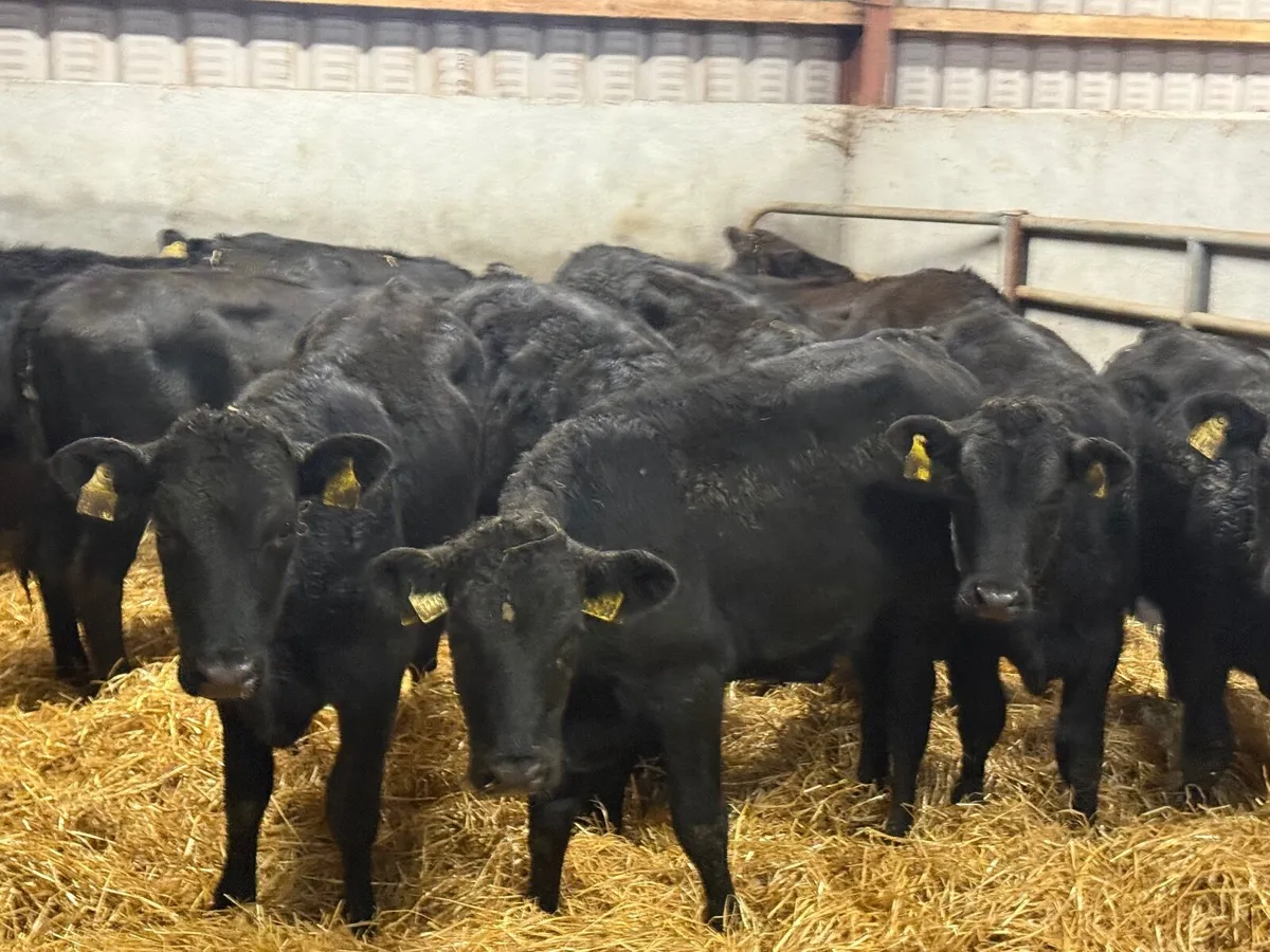 12 LIMOUSINE HEIFER WEANLINGS ( 230 KGS ) - Image 1