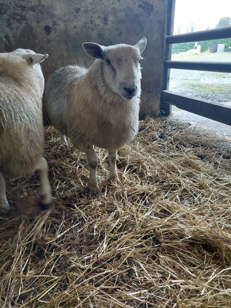 53kg rams - Image 1