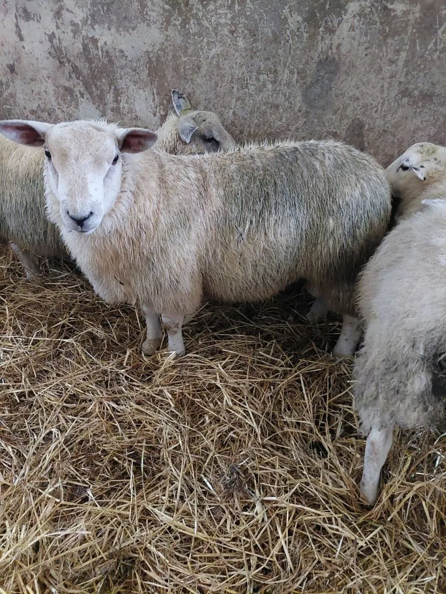 53kg rams - Image 2