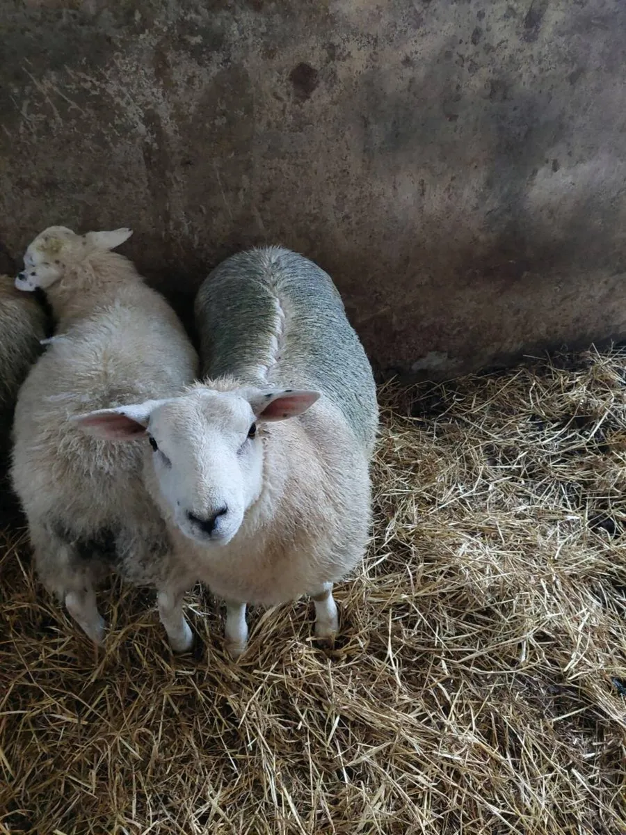 53kg rams - Image 3