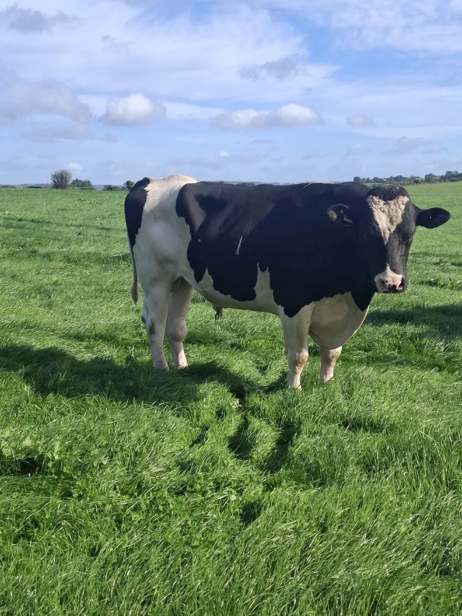 Bulls - Image 4